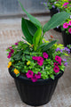 18" Round Premium Mixed Sun Planter – Magenta Glow Mix