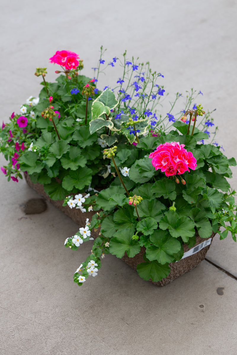 24" Premium Fibre Window Box – Pink Delight Mix