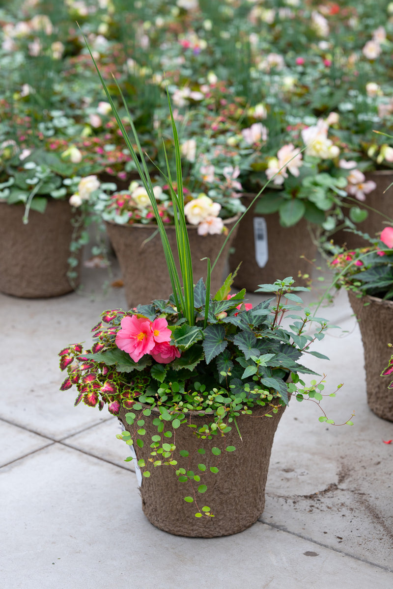 12" Premium Fibre Shade Urn Liner – Blush Begonia Mix