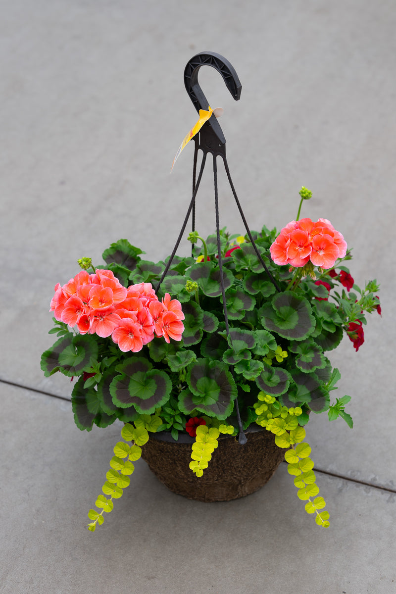 12" Premium Fibre Hanging Basket – Coral Geranium Mix