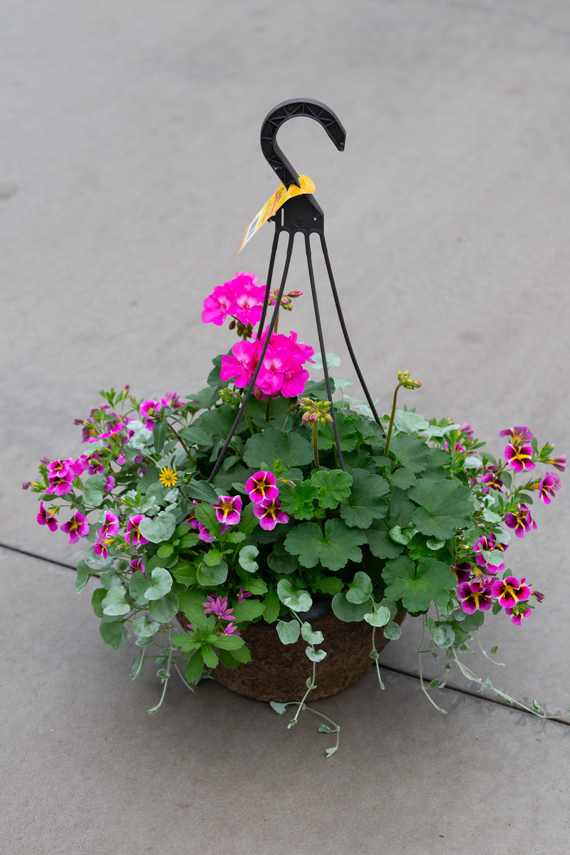 12" Premium Fibre Hanging Basket – Fuchsia Punch Mix