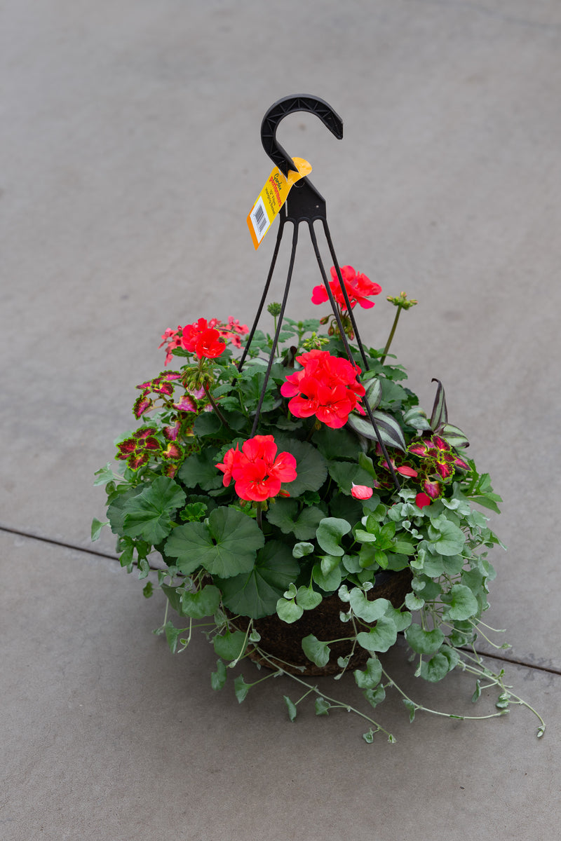 12" Premium Fibre Hanging Basket – Scarlet Radiance Mix