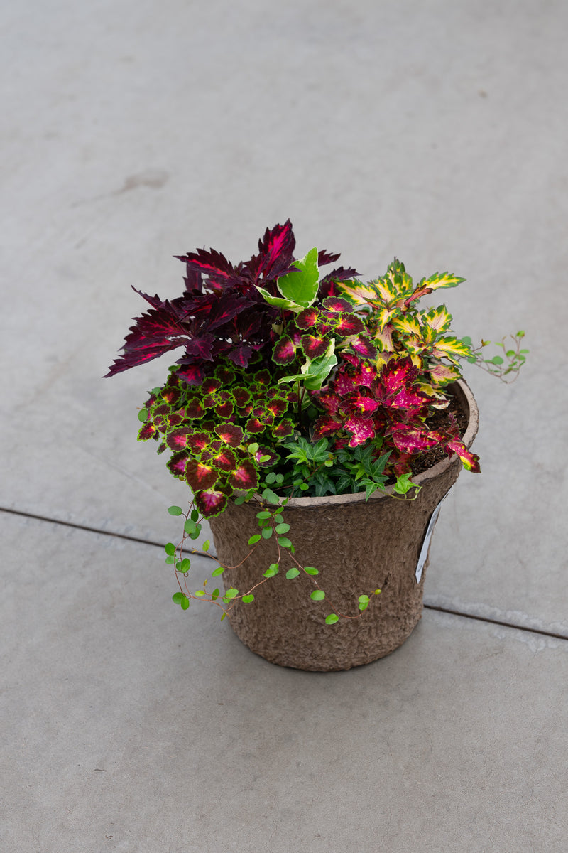 12" Premium Shade Fibre Urn Liner – Coleus Color Mix