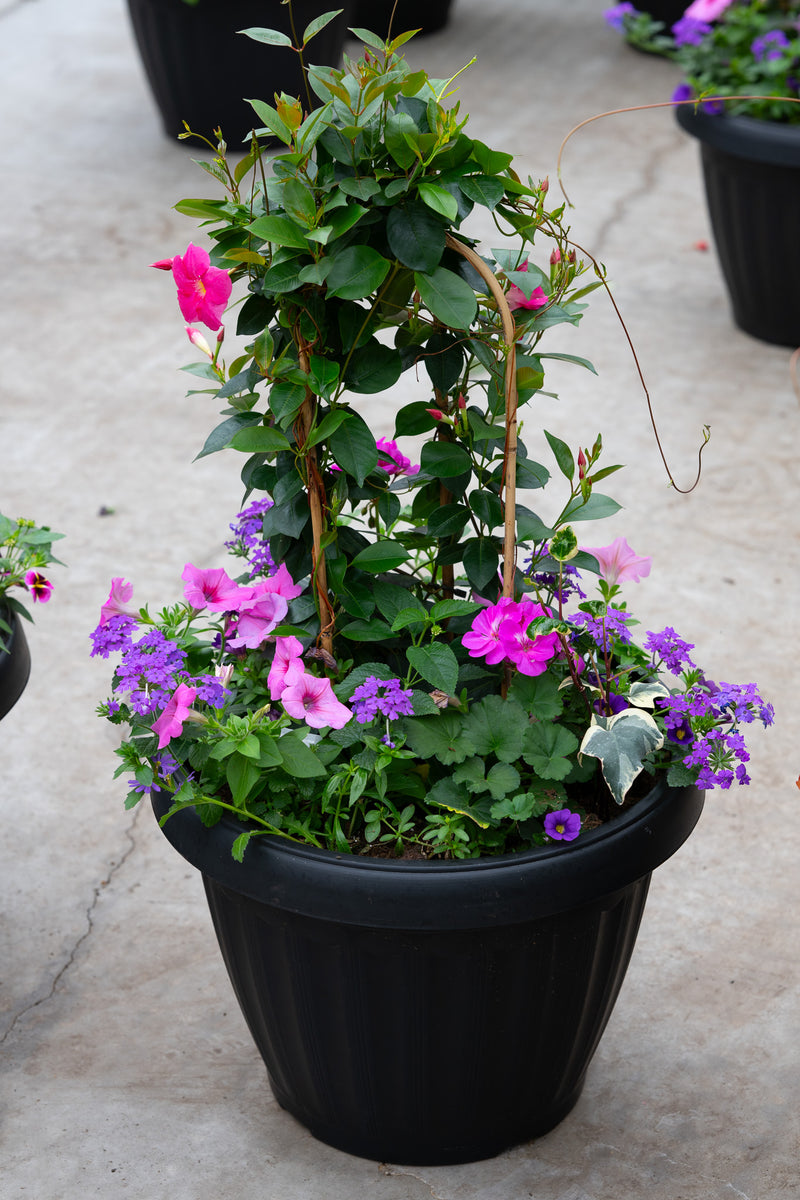 18" Mega Tropic Centre Piece Premium Sun Planter – Purple Haze Mix