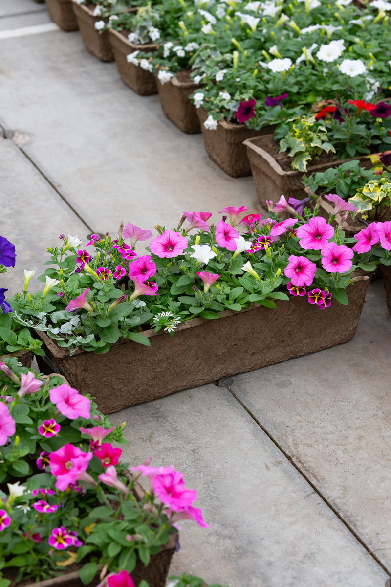 24" Premium Sun Fibre Window Box – Pink Delight Mix