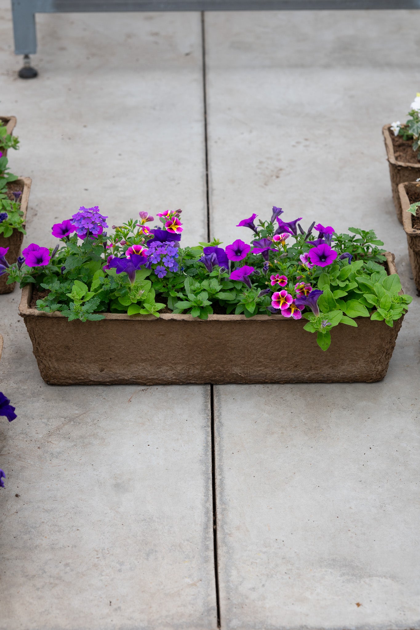 24" Premium Sun Fibre Window Box – Purple Dream Mix