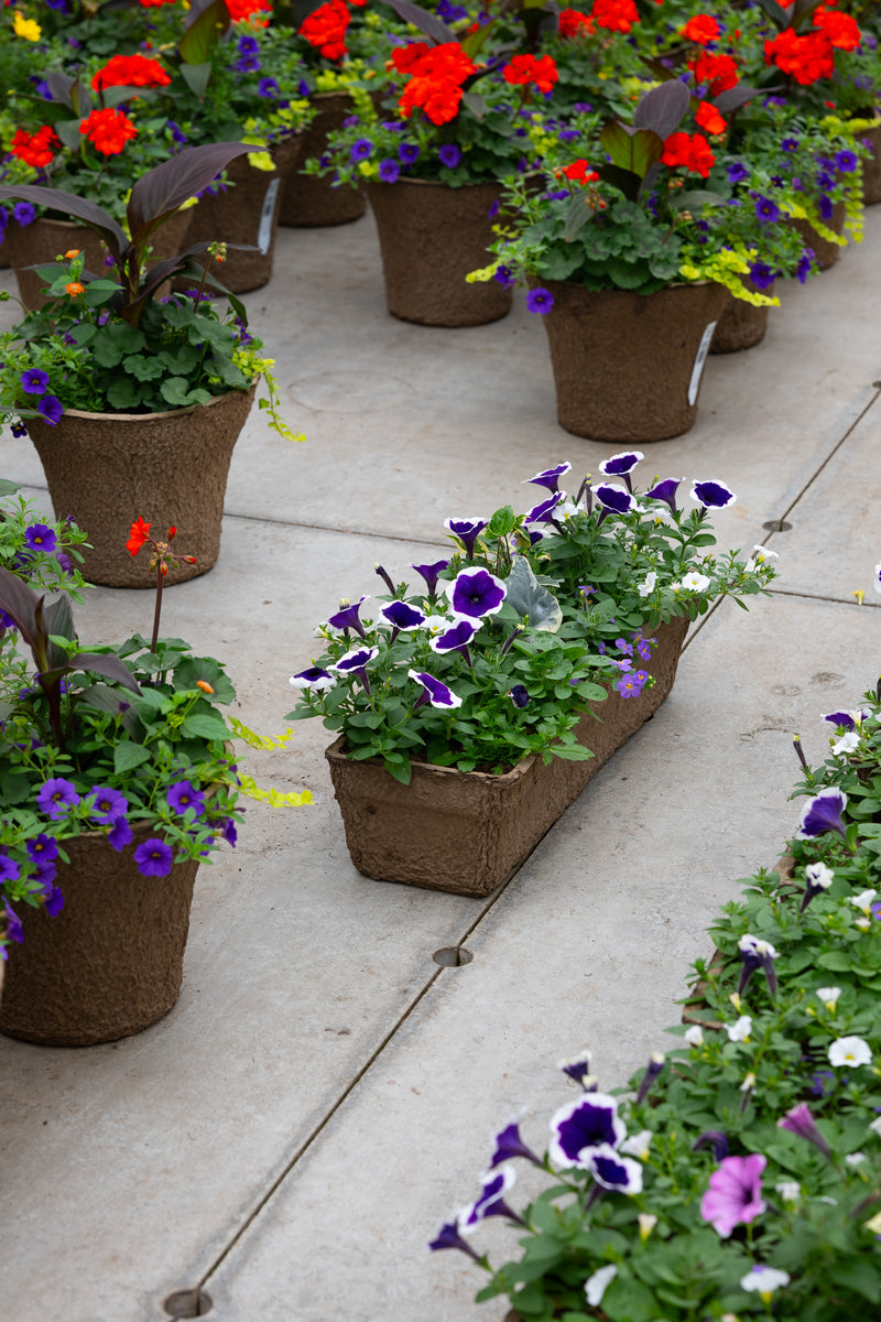 24" Premium Sun Fibre Window Box – Midnight Magic Mix