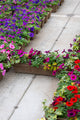 24" Premium Sun Fibre Window Box – Wild Berry Mix