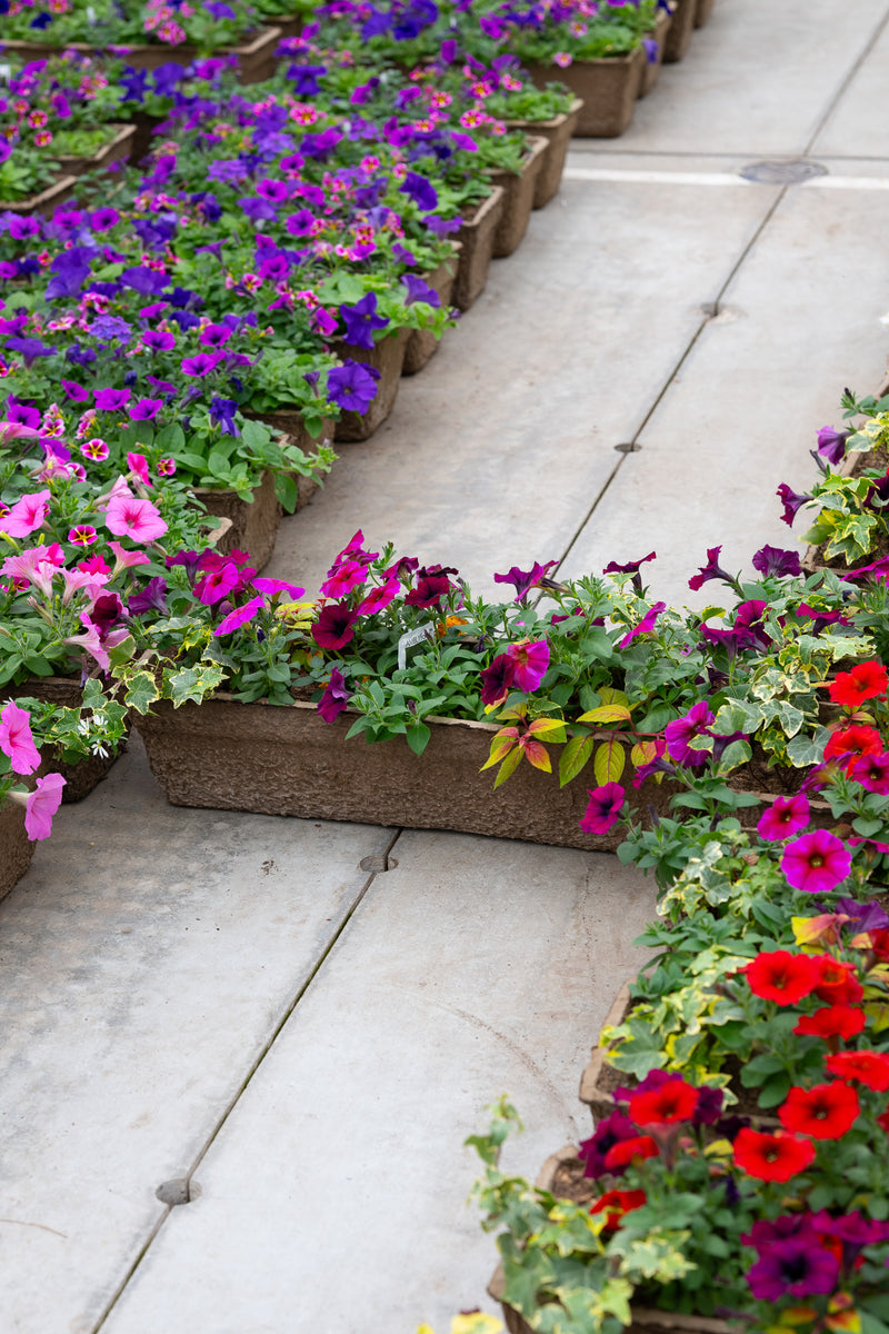 24" Premium Sun Fibre Window Box – Wild Berry Mix