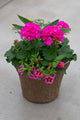 12" Premium Sun Fibre Urn Liner – Hot Pink Splash Mix