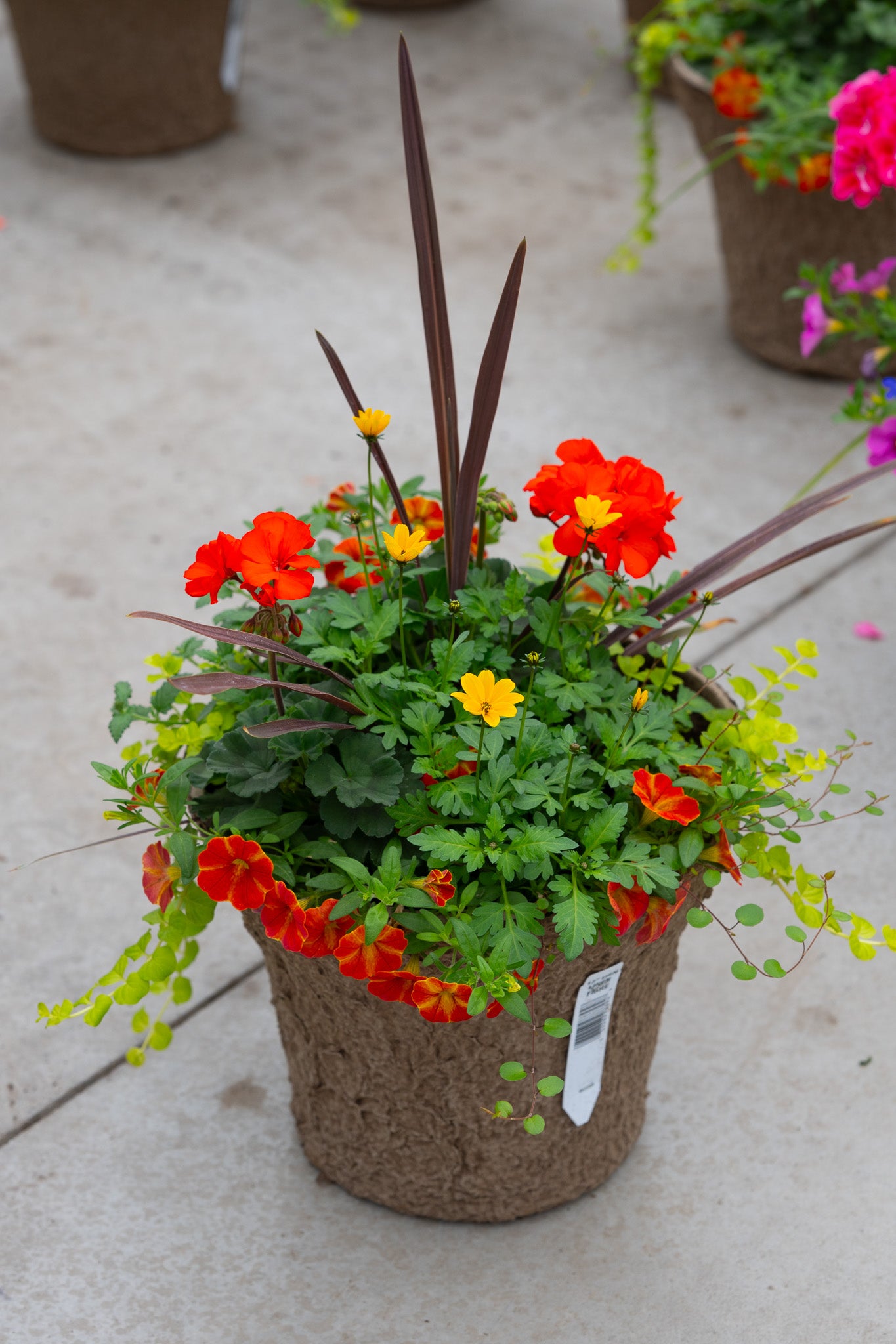12" Premium Sun Fibre Urn Liner – Firecracker Blaze Mix