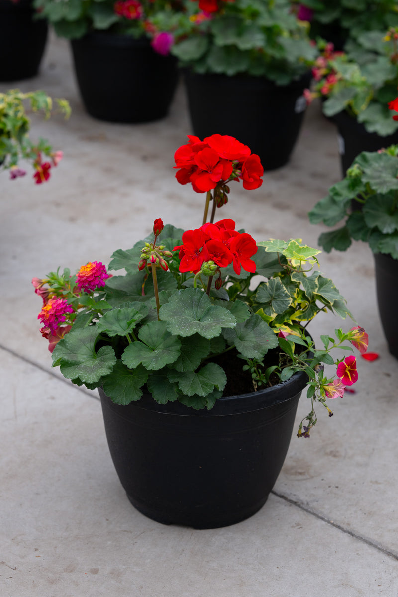 10" Premium Sun Patio Pot Mix– Scarlet Charm Mix