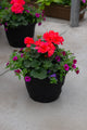 10" Premium Sun Patio Pot Mix - Red & Purple Radiance