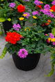 10" Premium Sun Patio Pot Mix — Fiesta Sunset