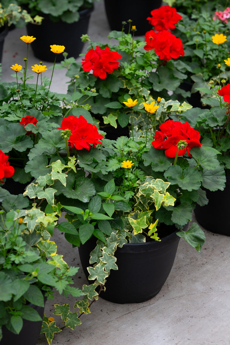 10" Premium Sun Patio Pot Mix — Red Blaze