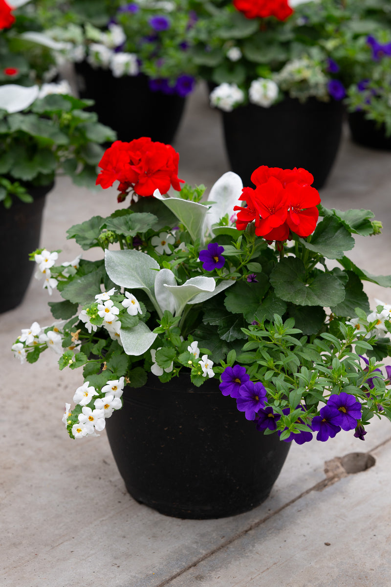 10" Premium Sun Patio Pot Mix — Red Velvet Frost