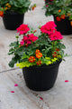 10" Premium Sun Patio Pot Mix — Cherry Flame