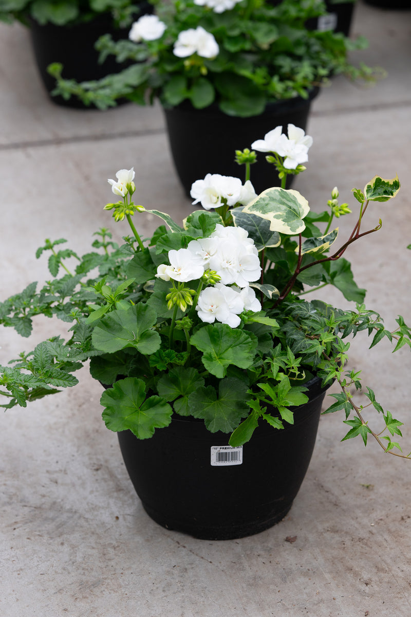 10" Premium Sun Patio Pot Mix — Snowy Radiance