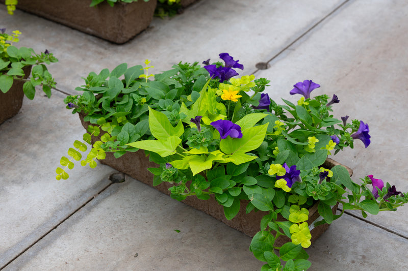 24" Premium Sun Fibre Window Box — Violet Sunrise