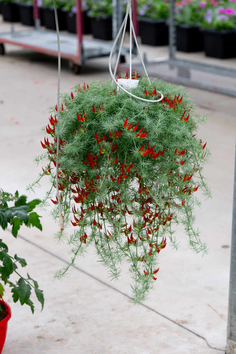 7" Premium Sun Hanging Basket — Firecracker Vine
