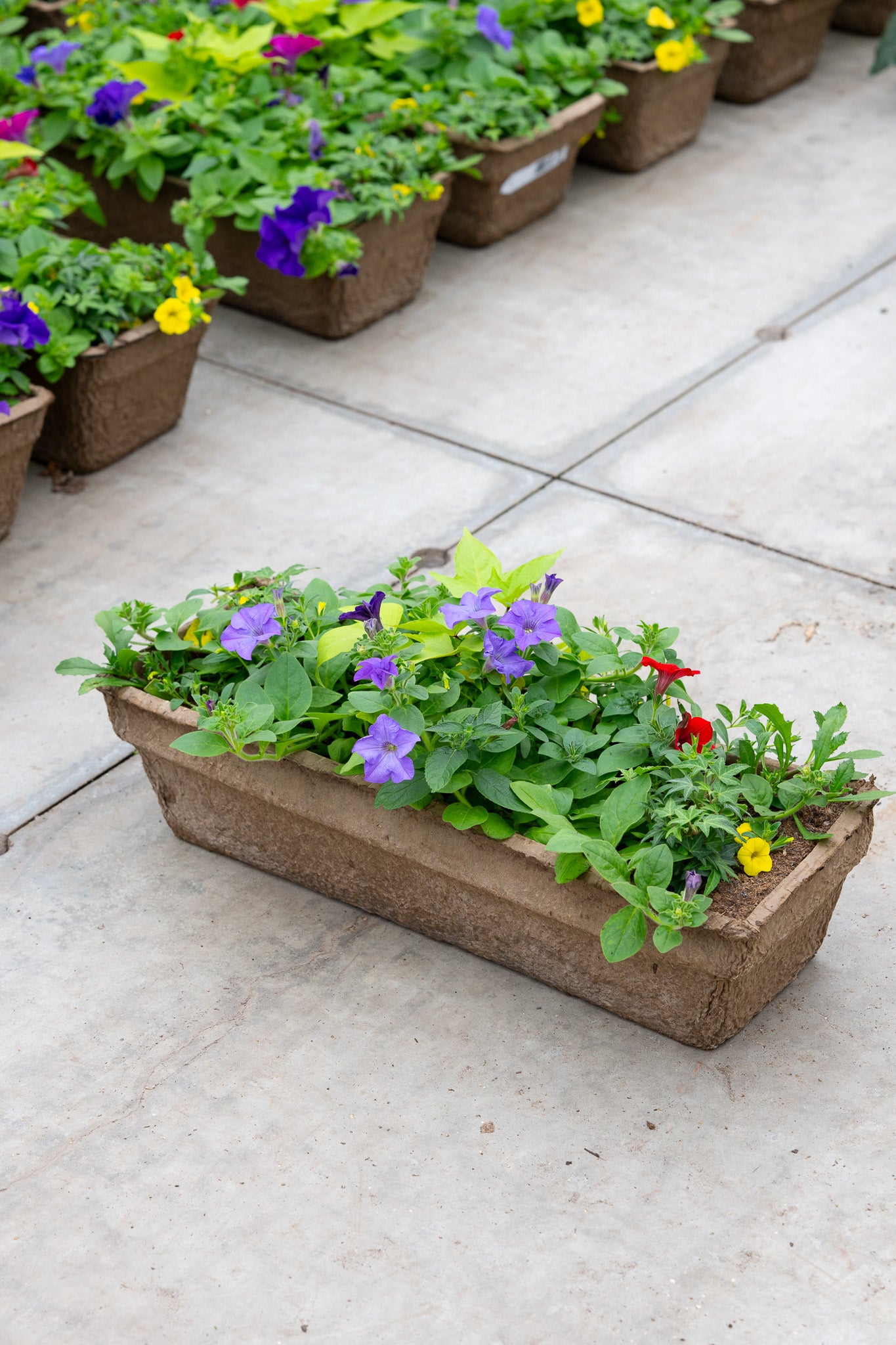24" Premium Fibre Window Box — Summer Symphony Mix