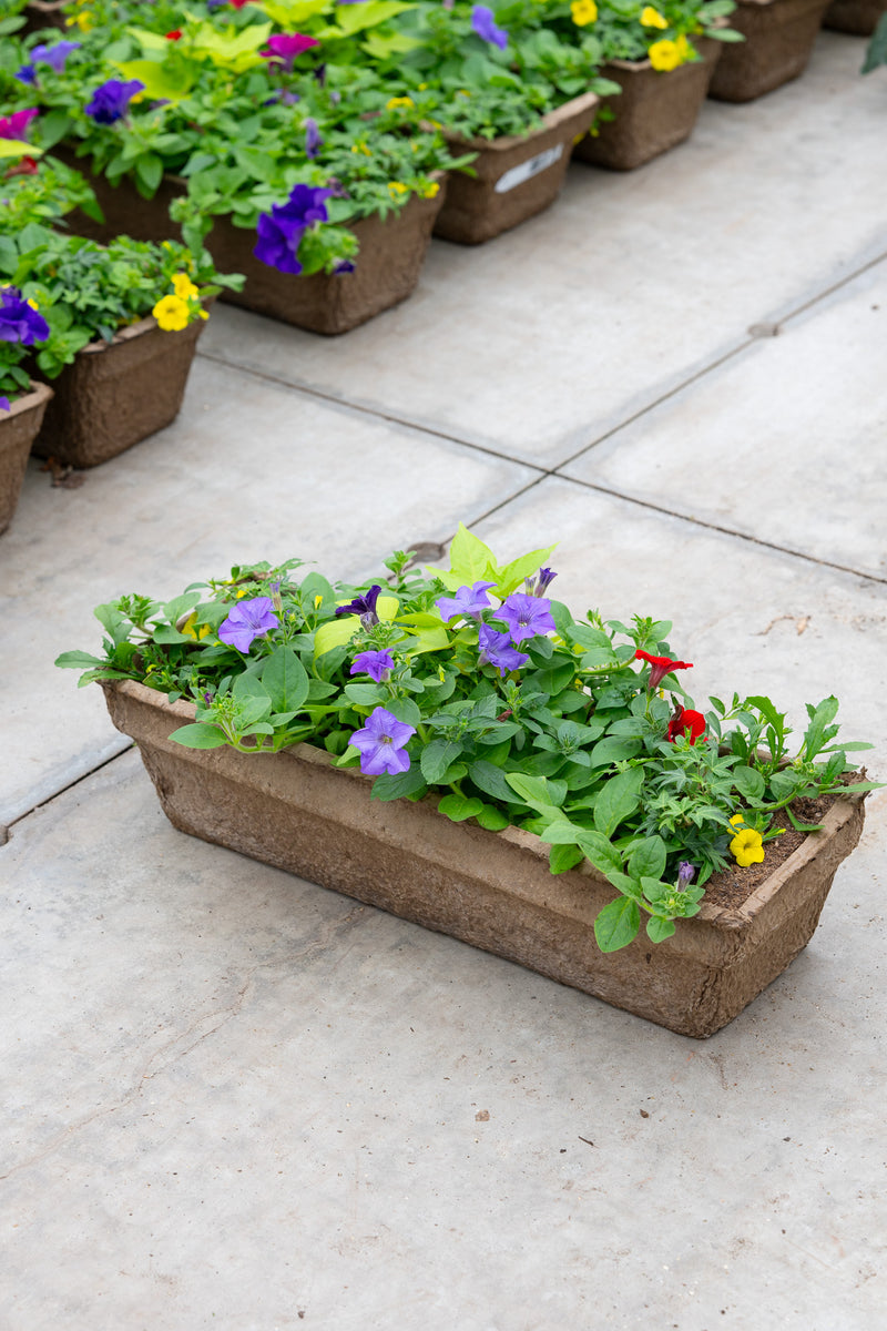 24" Premium Fibre Window Box — Summer Symphony Mix
