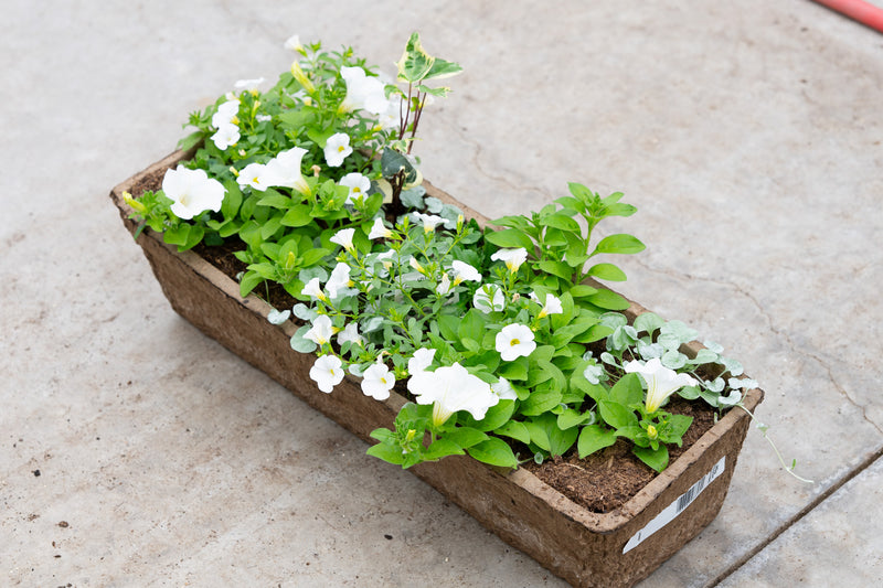 24" Premium Fibre Window Box — Snowfall Symphony Mix