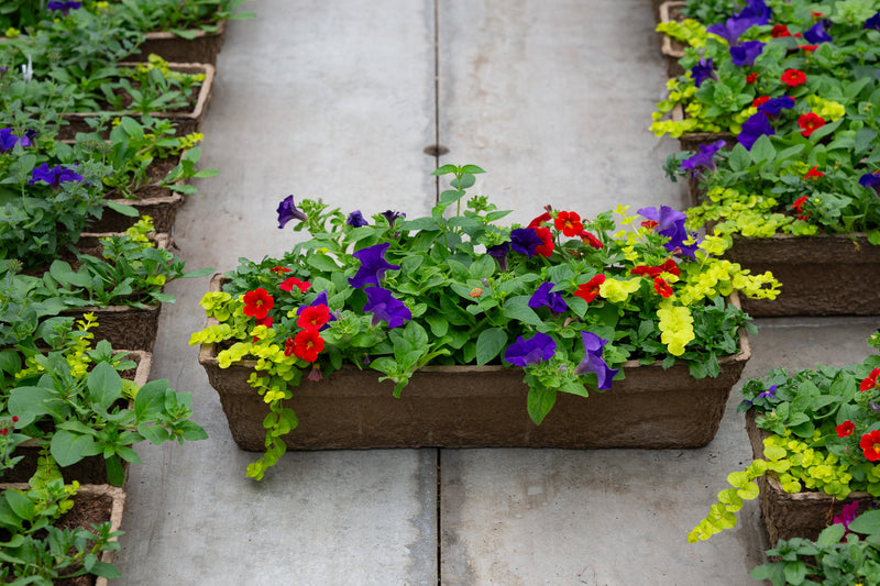 24" Premium Fibre Window Box — Carnival Glow Mix