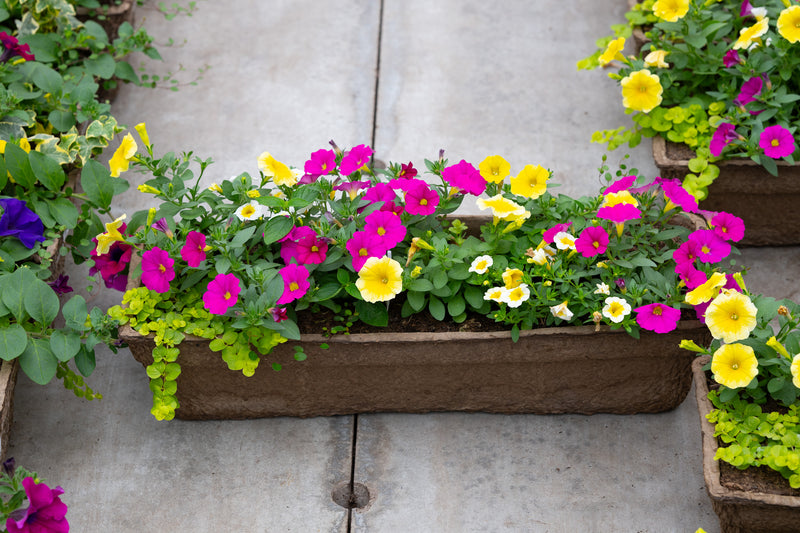 24" Premium Sun Fibre Window Box – Lemonberry Fizz Mix