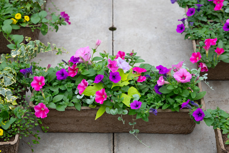 24" Premium Fibre Window Box — Cotton Candy Mix