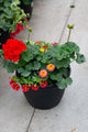 10" Premium Patio Pot Mix — Firecracker Burst
