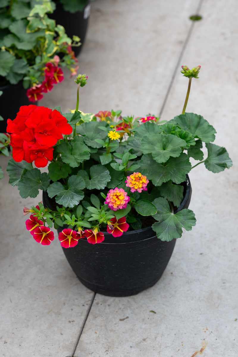 10" Premium Patio Pot Mix — Firecracker Burst