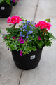 10" Premium Sun Patio Pot Mix — Pink Sapphire Mix