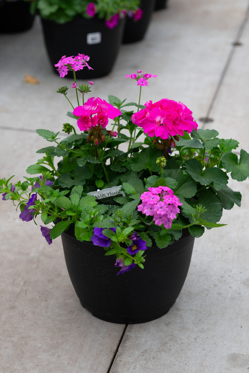 10" Premium Sun Patio Pot — Magenta Glow Mix