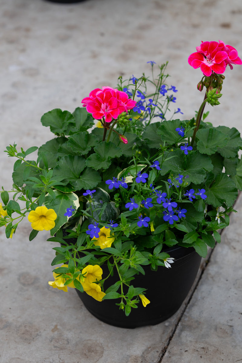 10" Premium Sun Patio Pot — Electric Sunrise Mix