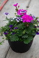 10" Premium Sun Patio Pot Mix – Purple Blaze Mix