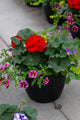 10" Premium Sun Patio Pot Mix – Carnival Bloom Mix