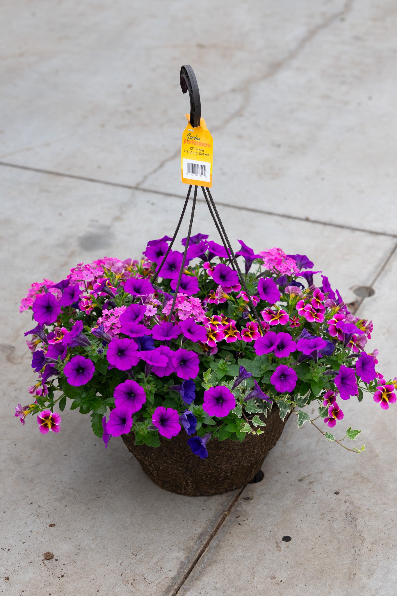 12" Fibre Premium Sun Hanging Basket | Violet Fizz Mix