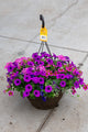 12" Fibre Premium Sun Hanging Basket | Violet Fizz Mix