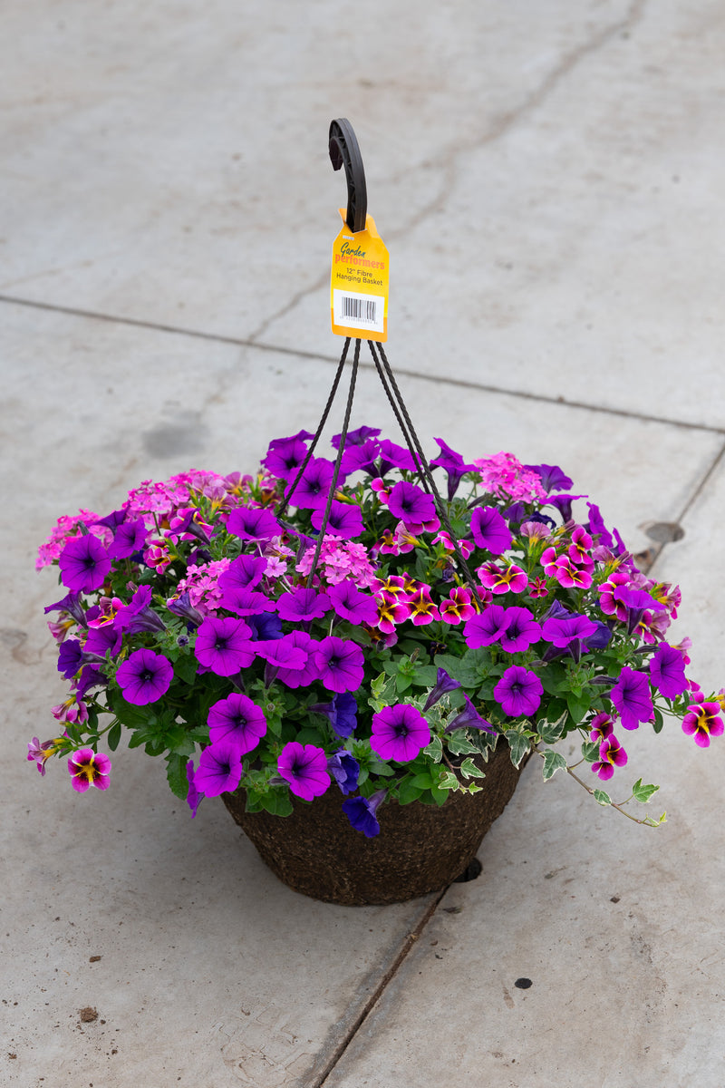 12" Fibre Premium Sun Hanging Basket | Violet Fizz Mix