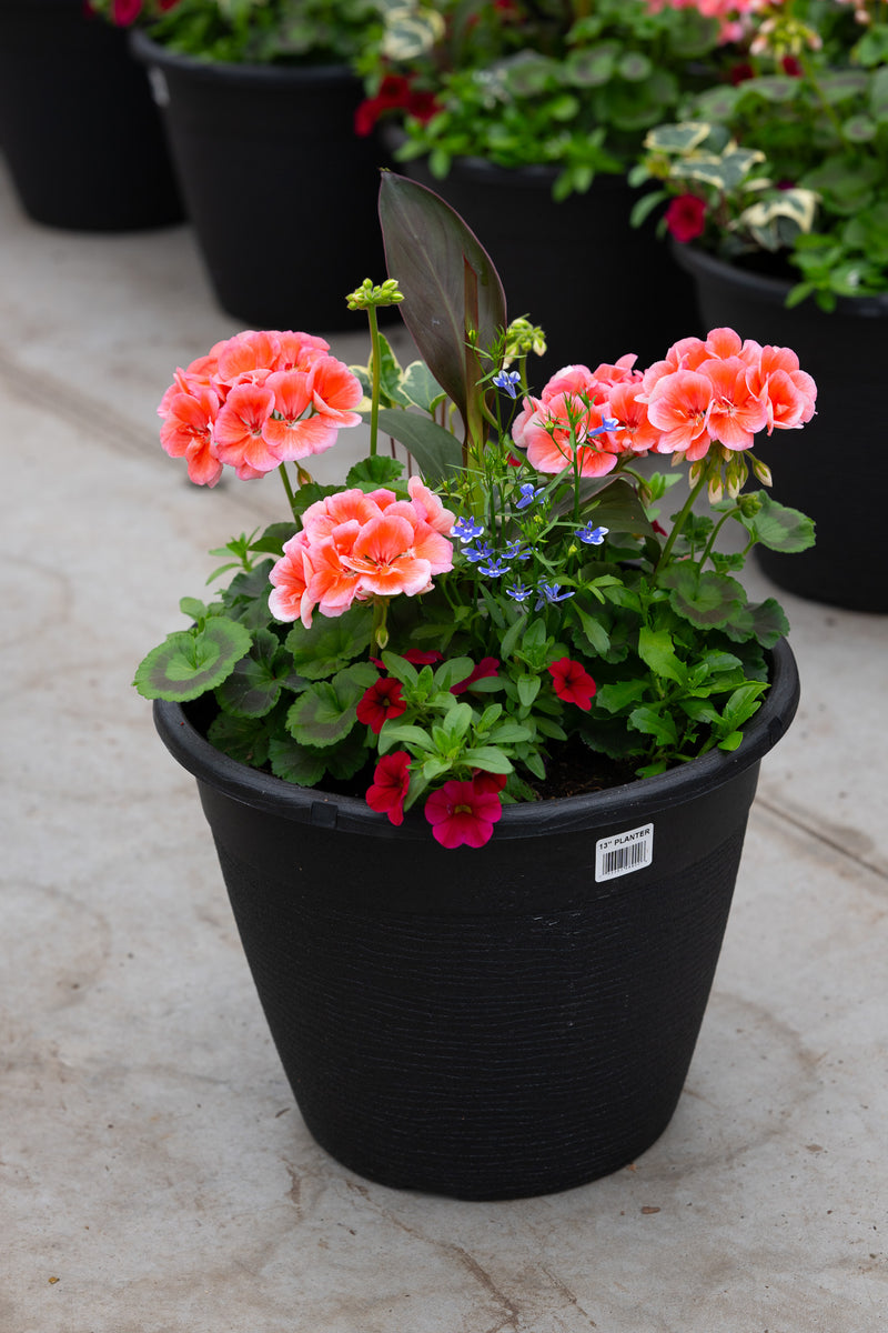 13" Round Premium Sun Planter – Coral Charm Mix