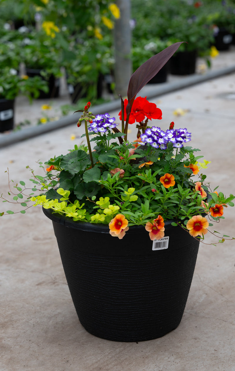13" Round Premium Sun Planter – Sunset Fiesta Mix