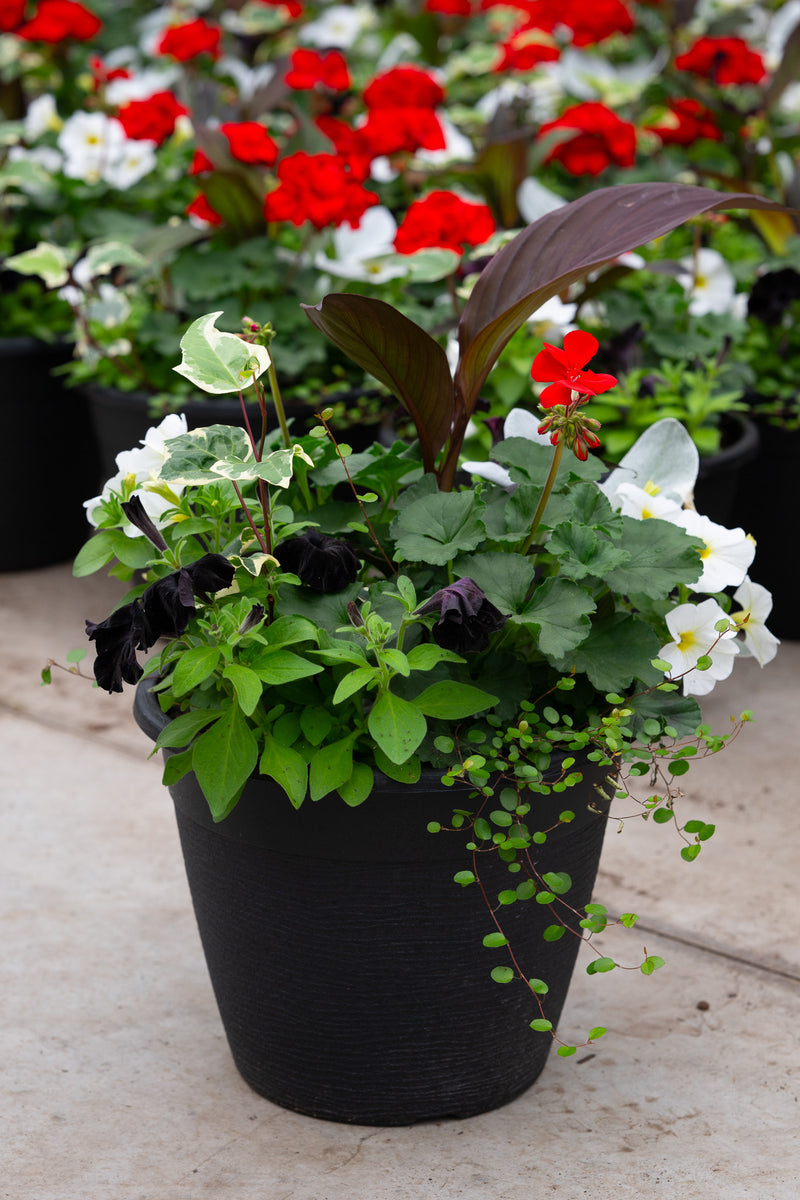 13" Round Premium Sun Planter – Classic Elegance Mix