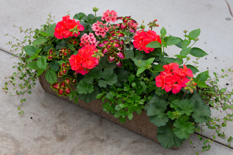 24" Premium Fibre Window Box – Scarlet Sizzle Mix