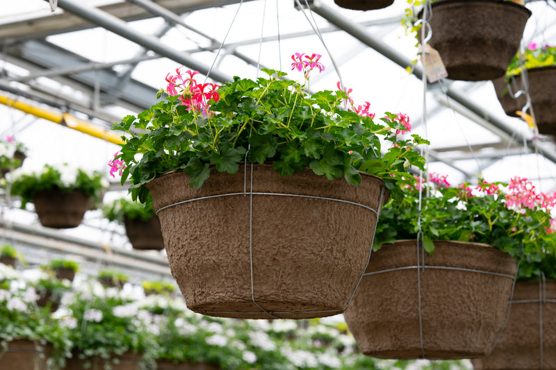 18" Fibre Premium Sun Hanging Basket – Pink Cascade Geranium Mix