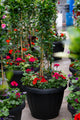 24" Xtra Large Onda Sun Planter – Red Flame Mix