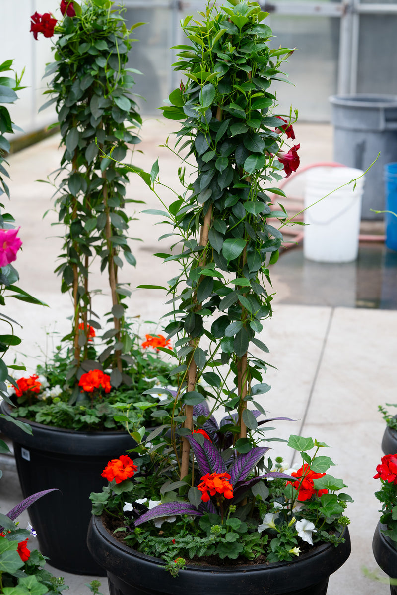 24" Xtra Large Onda Sun Planter – Scarlet Jewel Mix