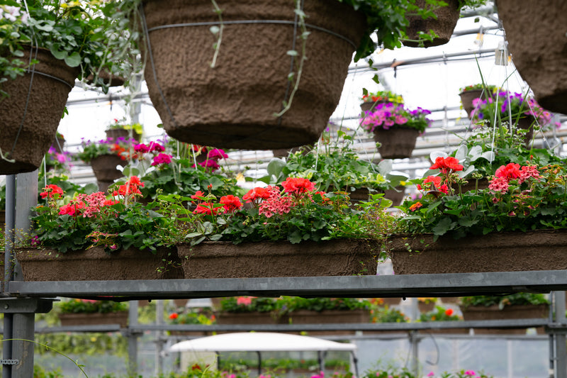 24" Premium Fibre Window Box – Red Radiance Sun Mix