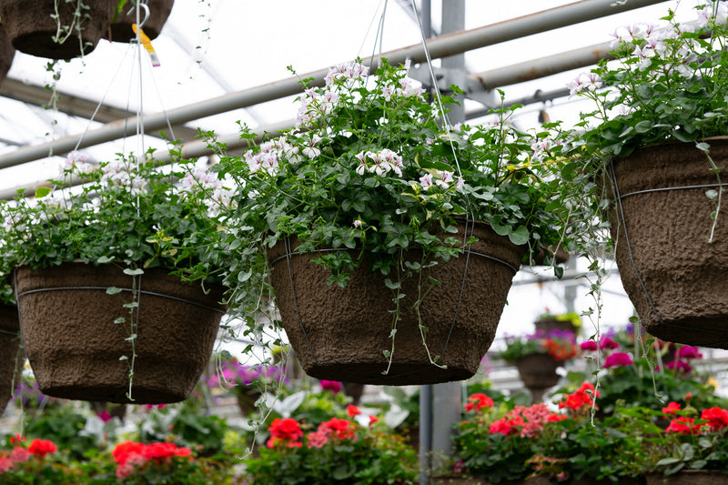 18" Fibre Premium Sun Hanging Basket – Blushing Cascade Geranium Mix