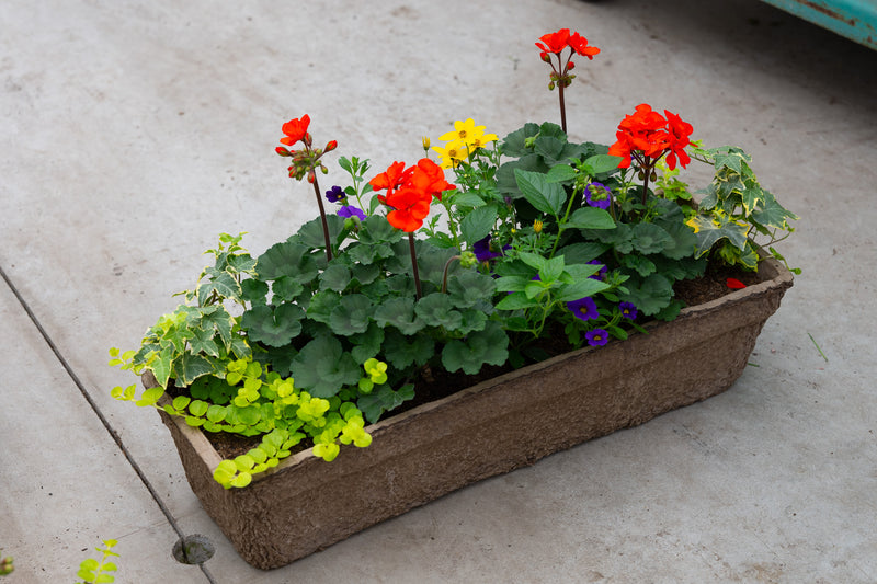 24" Premium Fibre Window Box – Summer Festival Sun Mix